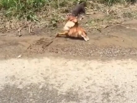Caught red-handed: The yellow pika and the weasel were caught stealing chickens by the tabby cat—can