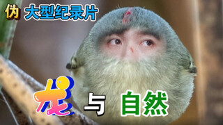 笑疯了！！！朱一龙版动物世界哈哈哈哈哈哈哈哈哈哈哈哈哈哈哈哈