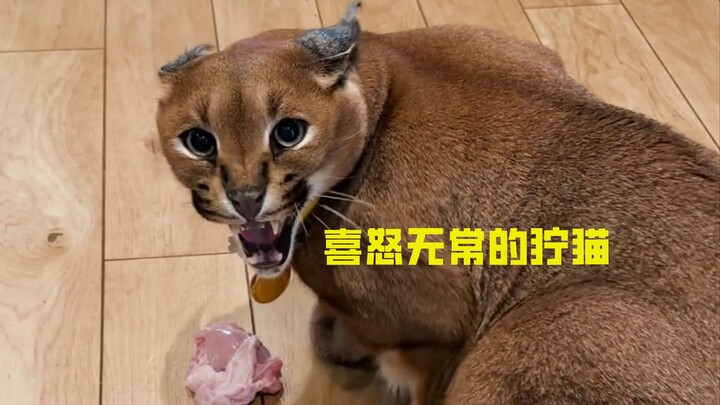 The Moody Serval Cat