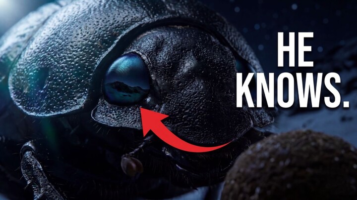 The God of Dung — A Dung Beetle's Life in the Himalayas