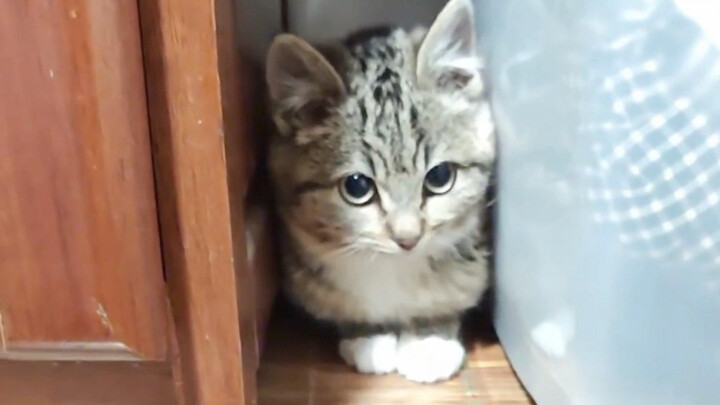 How long does it take to become good friends with the factory kittens?
