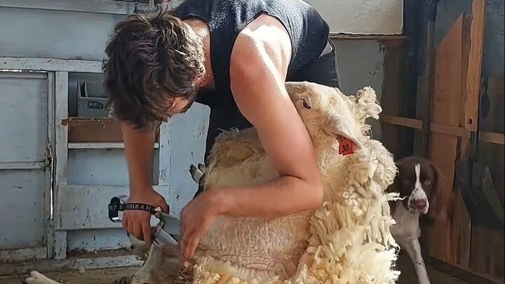Why do sheep stay still when they are being shorn?