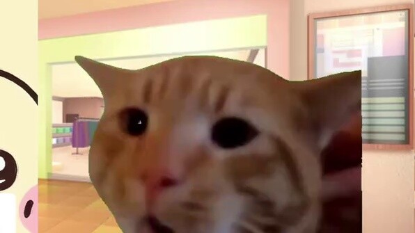 First time going to a 2D drinking party [Cat meme]