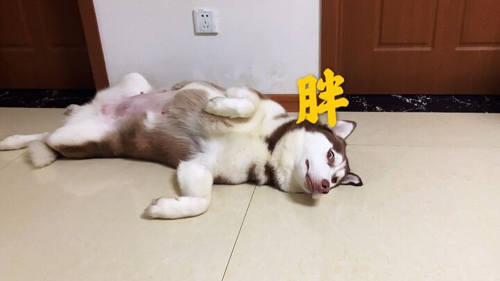 Some dogs are overweight for a reason.
