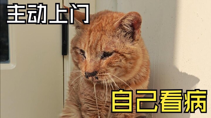 The injured big orange cat who comes to your door for a checkup—how much do you love him? (Hakimi Ed