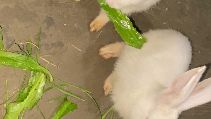 Cute Rabbit Enjoying Fresh Coriander Leaves 🐰🌿