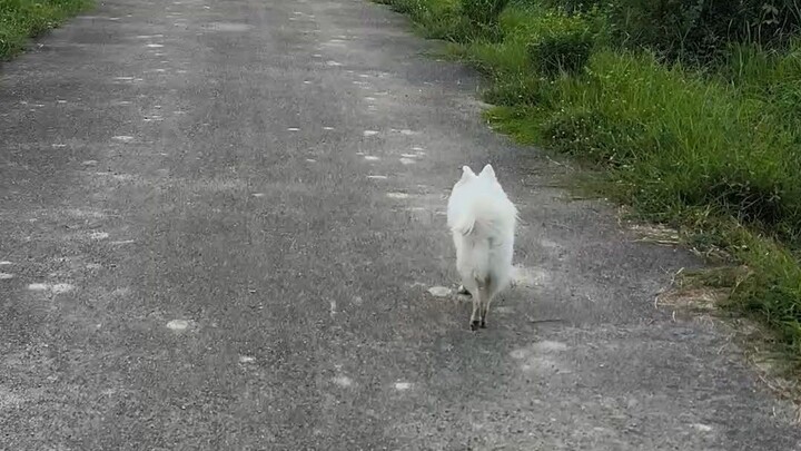 funny dog