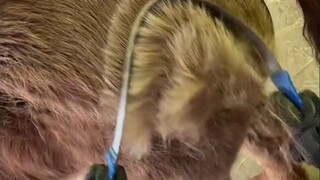 Kau pikir kau sedang membesarkan seekor kuda, tapi sebenarnya kau sedang membesarkan bunga dandelion