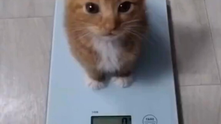 Zero-Gravity Kitty