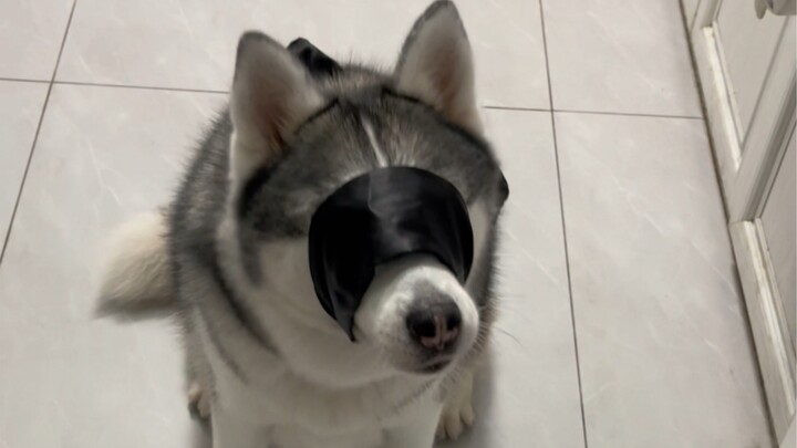 Ternyata anjing memiliki indra pendengaran yang lebih baik daripada indra penciuman.