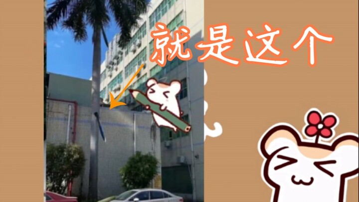 【Bison仓鼠】南方的落叶，500mm植物纤维鱼雷