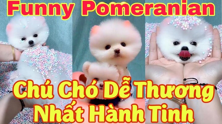 Chú chó mini dễ thương Mini Dog Cute-Life in the countryside