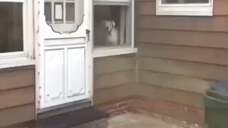 预判狗