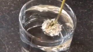 Ternyata dandelion tahan air. Sungguh menarik!