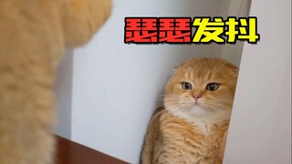 这才是猫咪该有的斗争场景!