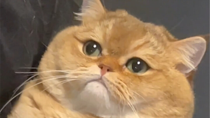 Con mèo toàn thân cứ hùng hục mắng anh ta haha哈哈哈