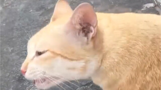 猫：就是那里、就是那里