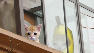 ألقيت الدمية خارج النافذة فوجدت عش دبور، فذهب قط الموز وقام بخرقه.