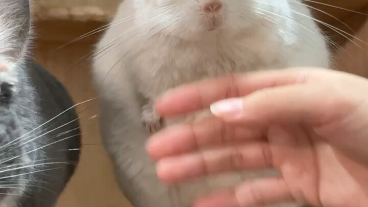 Casual Jerking vs. No Jerking