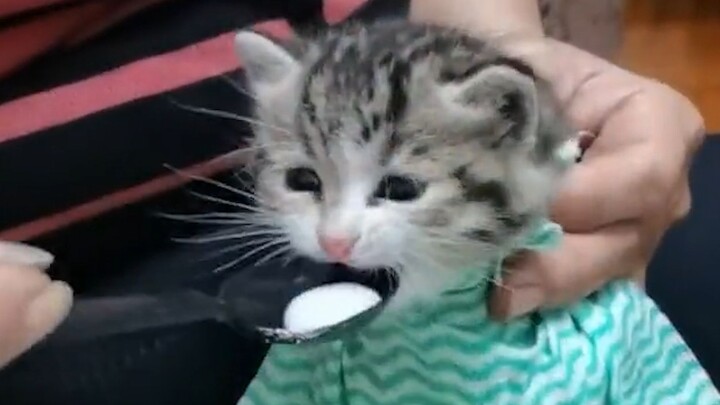 “Siapa yang bukan anak yang dibesarkan oleh kakek dan neneknya?”