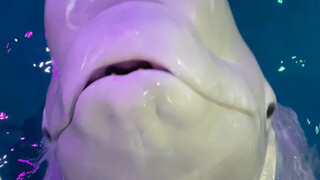 Xiao Hei memiliki kecerdasan intelektual dan emosional yang sangat tinggi