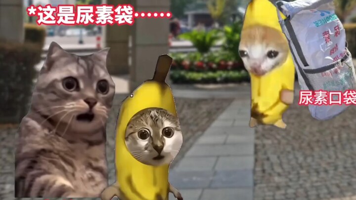 Saat kamu pergi ke sekolah di awal tahun ajaran sambil membawa karung urea #sederhana #meme kucing