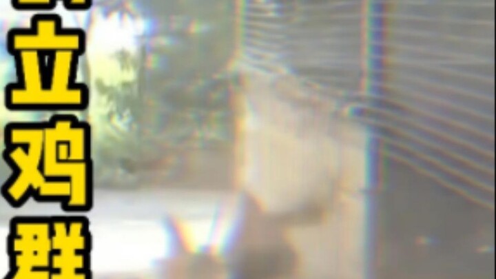 Sejak saat itu, lahirlah lukisan terkenal di dunia "Standing Out Among the Chickens". Kita berbicara