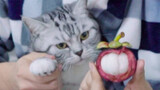 To Distinguish My Three Cats. Even Bought Mangosteen. That's Best I Can Do