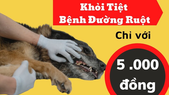 Cách chữa chó bị đường ruột tại nhà đơn giản, hiệu quả mà chỉ tốn 5k