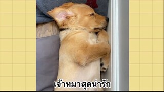 เพื่อนตัวน้อย สัตว์เลี้ยงแสนซน : เจ้าหมาสุดน่ารัก