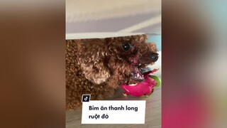 Đúng là ko có sống yên với con lợn này lun á 🤧 TikTokSoiPhim OutfitGucNga dog pet cutedog funny conbimbeo