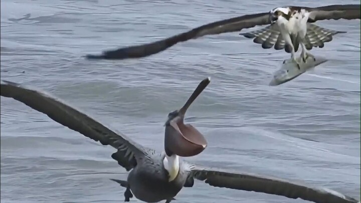 Seekor burung osprey menangkap ikan, dan seekor pelikan mengikutinya dari belakang... Pelikan kedua 