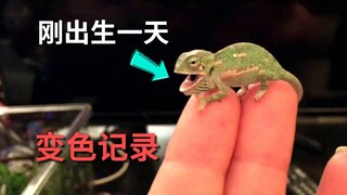 ลูกแย้ที่เพิ่งเกิดได้เพียง 1 วัน สามารถเปลี่ยนสีได้อย่างไร?