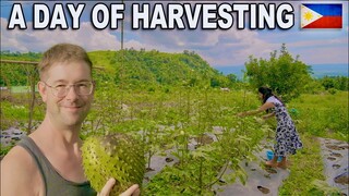 Living here is so REWARDING!.. Harvesting in the PHILIPPINES PROVINCE 🇵🇭 Simple Life Family VLOG