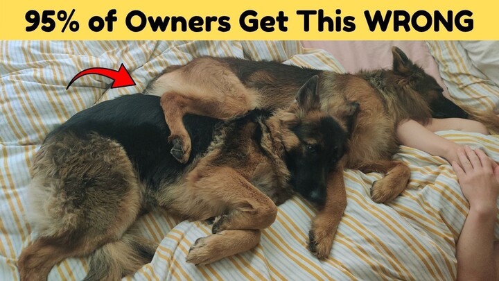 Where Do German Shepherds Prefer to Sleep? Most Owners Get This Wrong!
