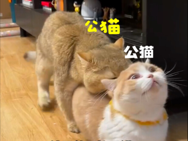 The mother cats in Chengdu are really suffering!