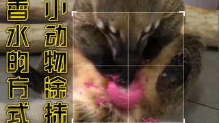 Cách các động vật nhỏ xức nước hoa