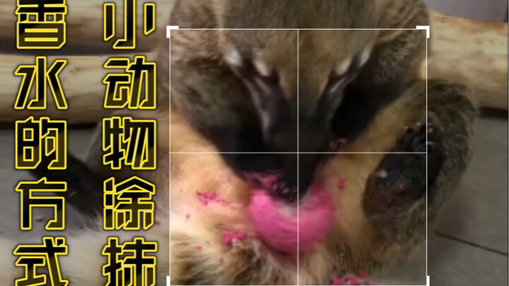 How small animals apply perfume