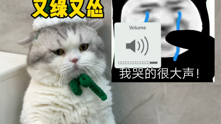 Oh my god, how can there be such a miserable cat!