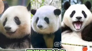 Felt a tiny bit of unevenness! Panda Xiang Xiang #Panda Hua Hua# Giant Panda Fu Bao