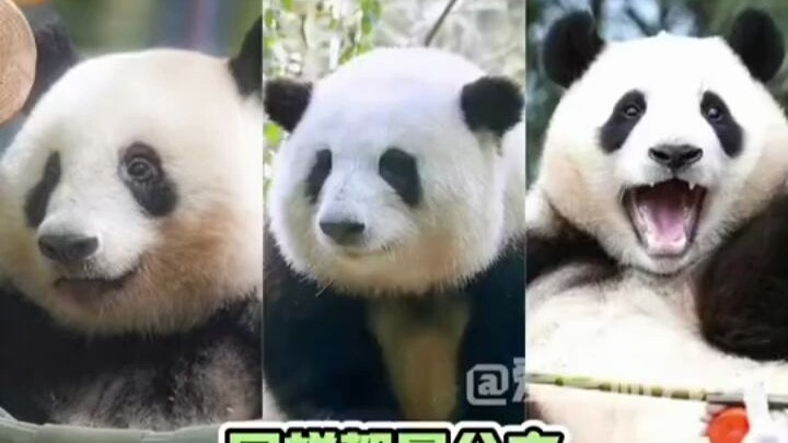 Felt a tiny bit of unevenness! Panda Xiang Xiang #Panda Hua Hua# Giant Panda Fu Bao