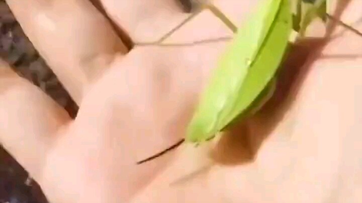 Cuộc đời bị điều khiển