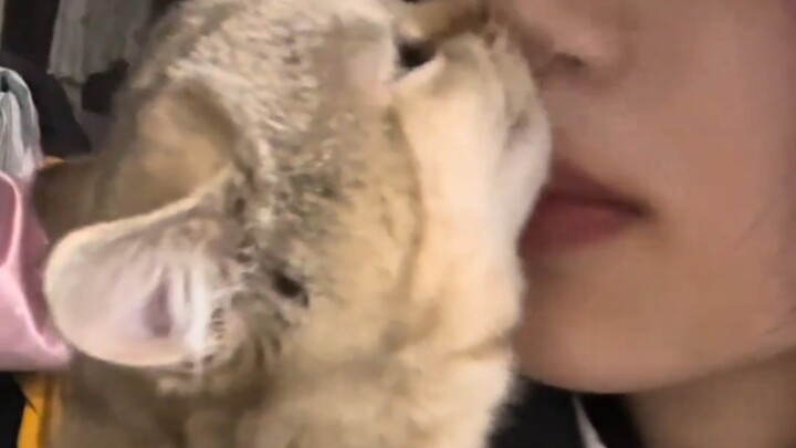 Cat: How did you manage to put it together?