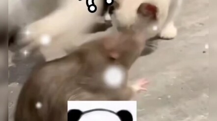 Cat: You’re holding your head so high—so proud, huh? ☃
