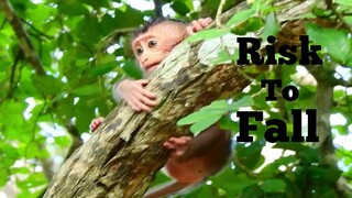 Seriously Risk Fall Baby Monkey Climb Up Serious Fall Down, Monkey Quick Help Her Baby Nearly Fall