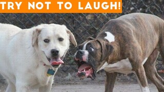 Try Not To Laugh At This Ultimate Funny Dog Video Compilation | Funny Pet Videos
