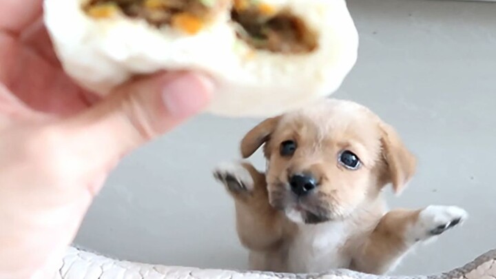 【الجرو الذي تم تبنيه يأكل بشراهة】 هل قشرة الزلابية لذيذة إلى هذا الحد؟؟