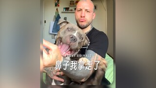 狗子，你的鼻子我先拿走了‼️