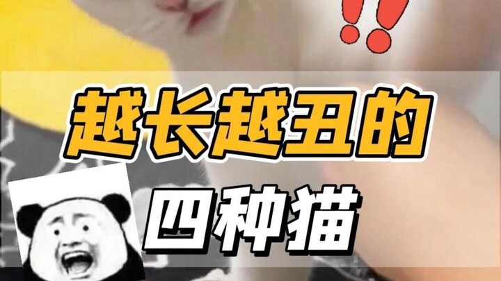 Penipu paras di dunia kucing! 4 jenis kucing ini makin lama makin jelek!