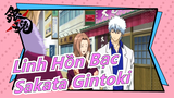 [Linh Hồn Bạc] Bây giờ Gintoki Sakata là trai bao?
